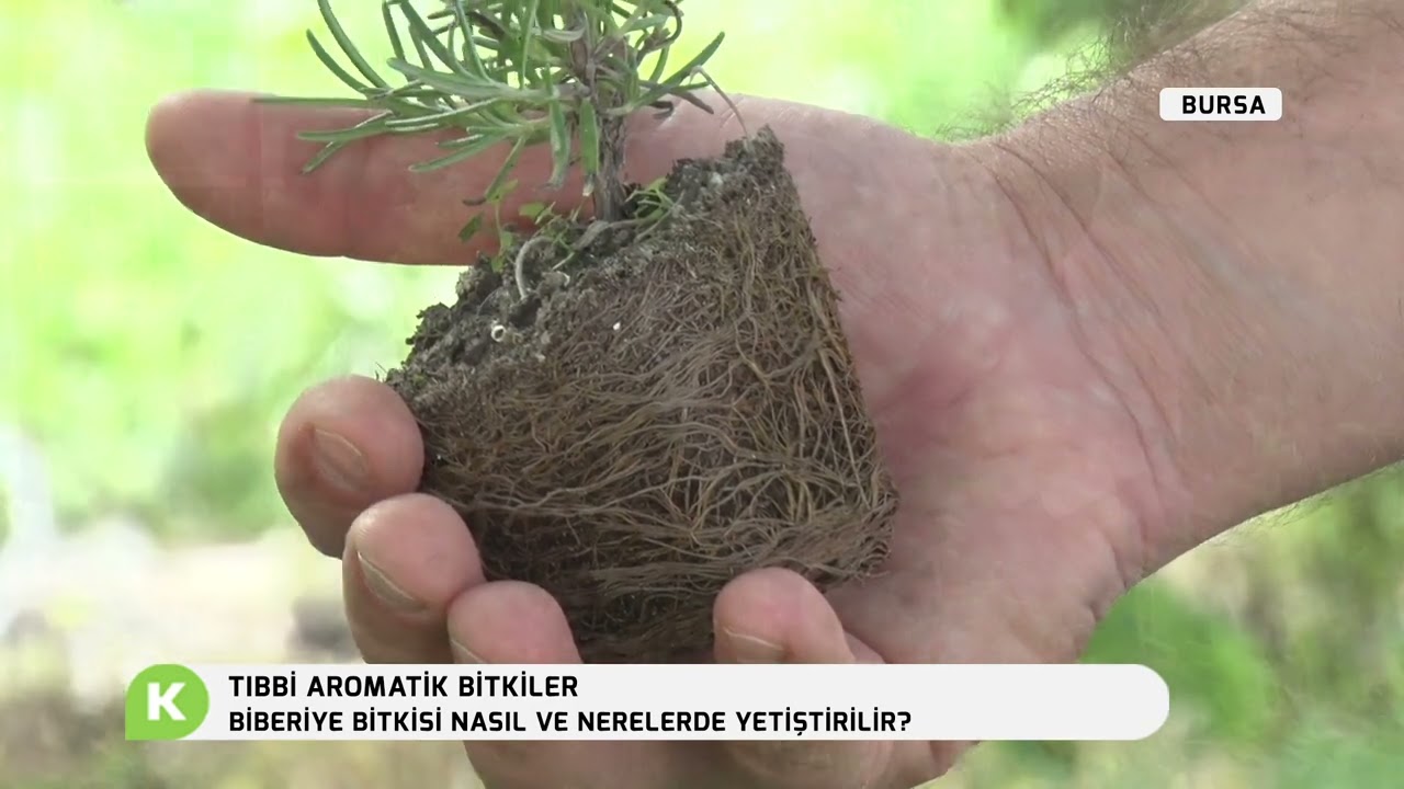 BİBERİYE BİTKİSİ NASIL VE NERELERDE YETİŞTİRİLİR | TIBBİ AROMATİK BİTKİLER