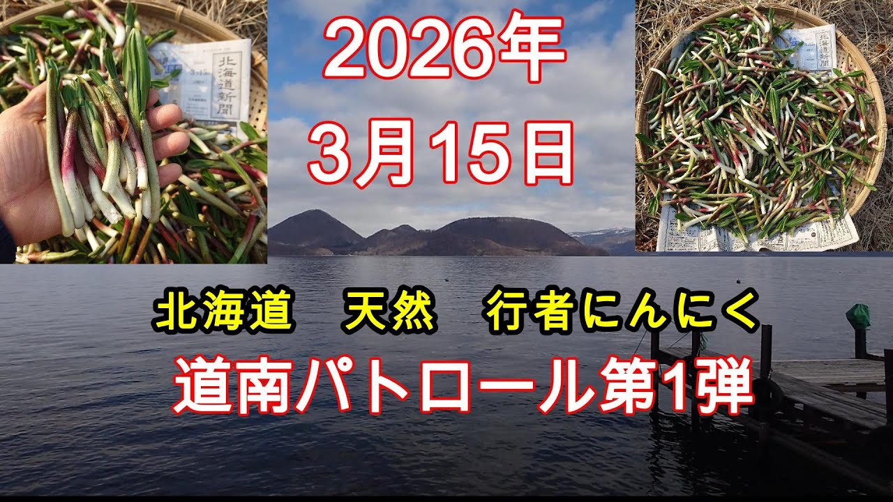 2026年3月15日　　北海道　天然　行者ニンニク
