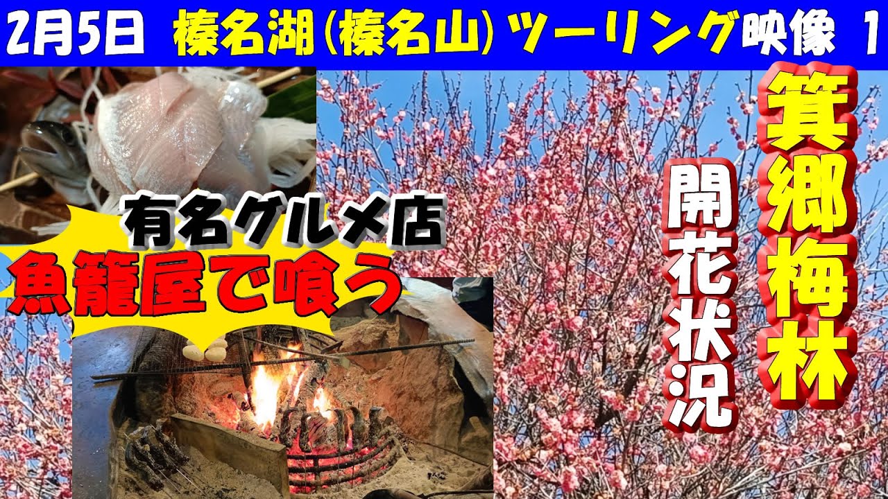 2/5梅開花状況【箕郷梅林】＋超有名人気グルメ店【魚籠屋(びくや)】群馬県桐生市から榛名山(榛名湖)目指してバイクツーリング1