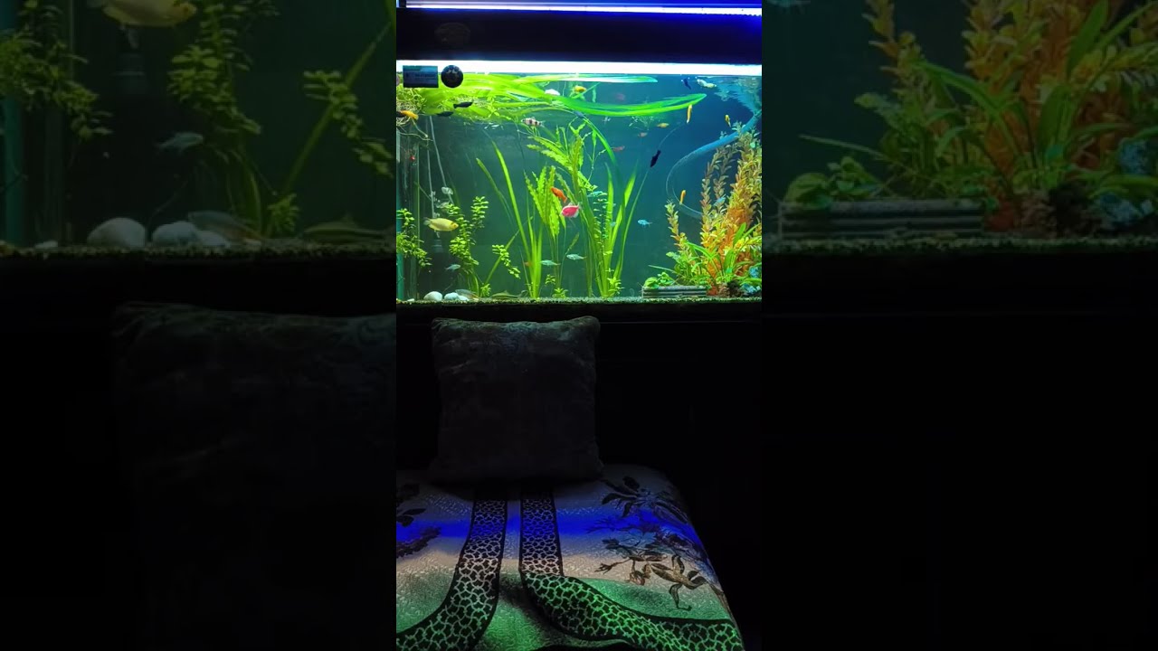Feeding Time / Crystal Clear Aquarium Water #trending #viral #live