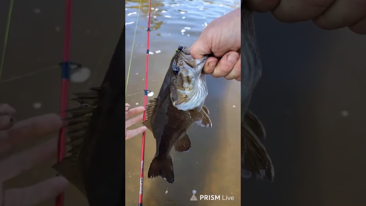 Большой окунь атакует плотину #рыба #рыбалка