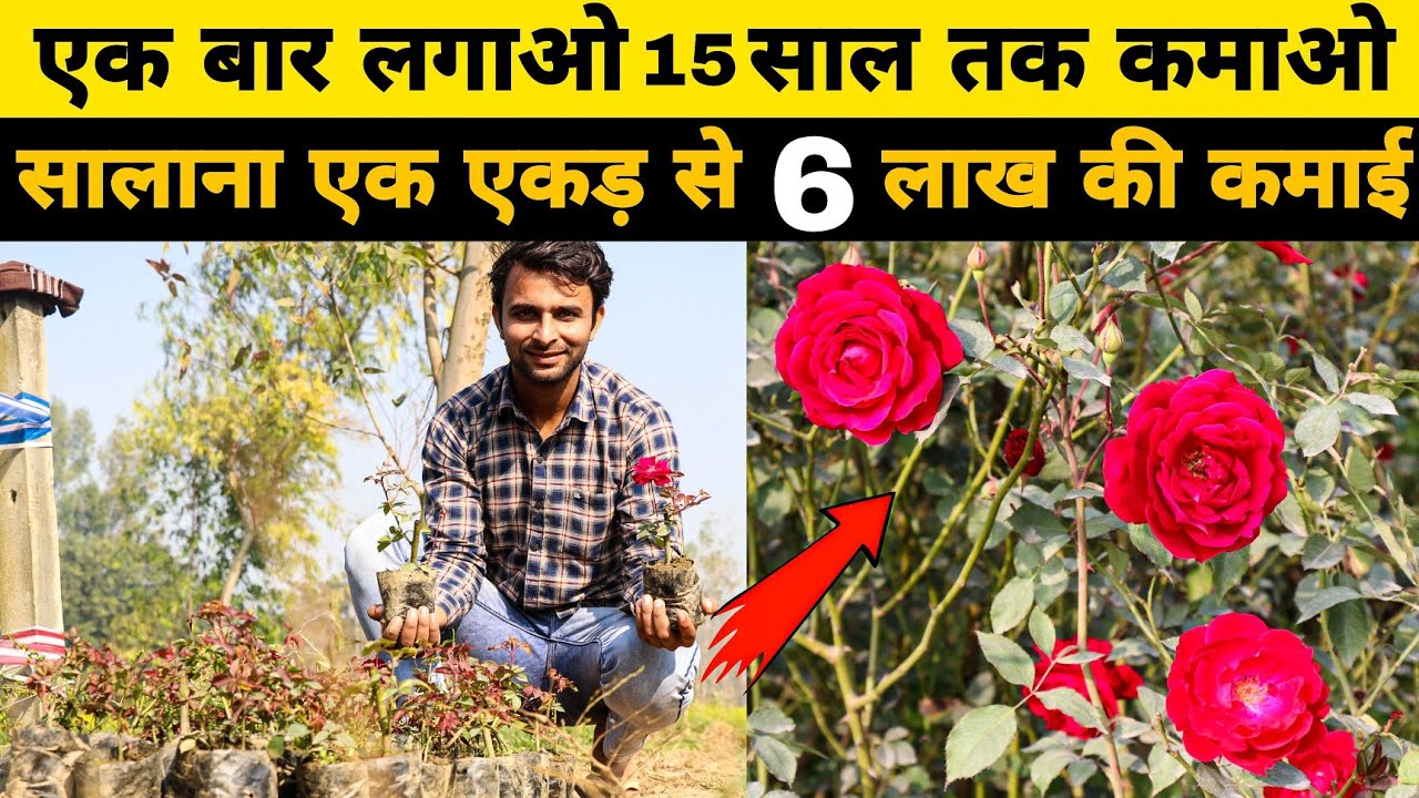 देसी गुलाब की खेती से करें लाखो की कमाई  | Gulab ki kheti start kaise kare | Desi Rose Farming