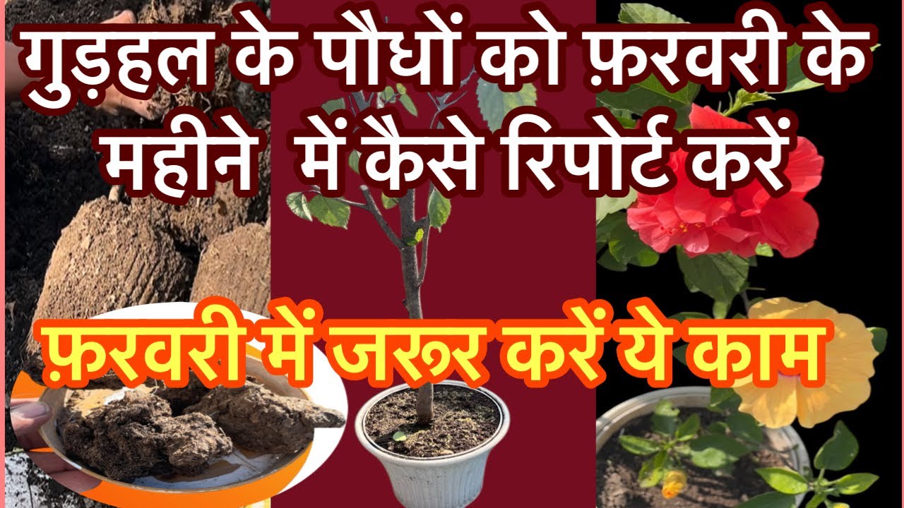 गुड़हल के पौधे को प्रूनिंग और रिपोर्टिंग करने का सही समय ! साल भर पौधा फूलों से भरा रहेगा!