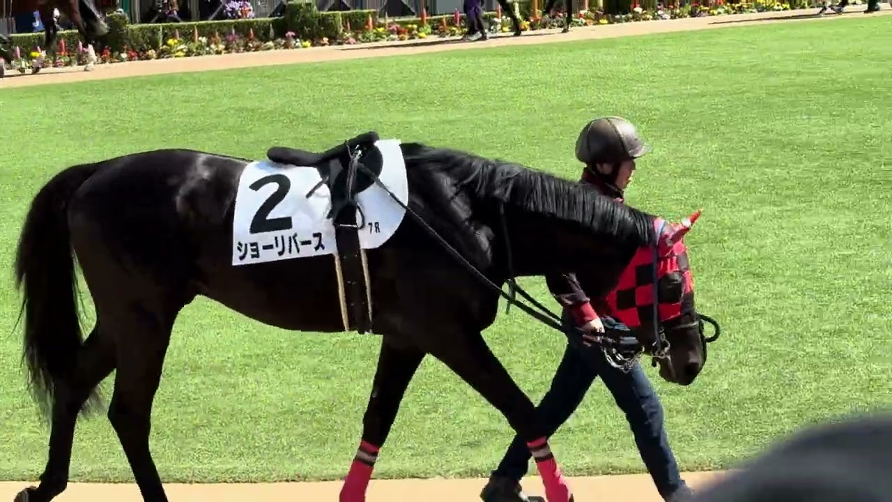 中山7R 3歳1勝クラスのパドック