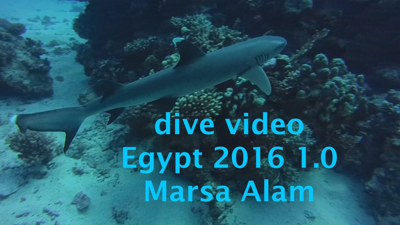 Tauchvideo &Auml;gypten 2016 1/4 - Wei&szlig;spitzenriffhai