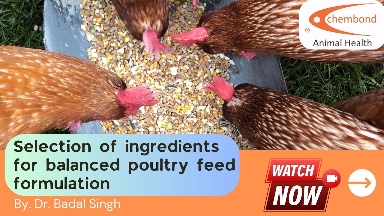 Webinar on Poultry Feed Ingredients Selection & Formulation by Dr. Badal Singh. Chembond Biosciences