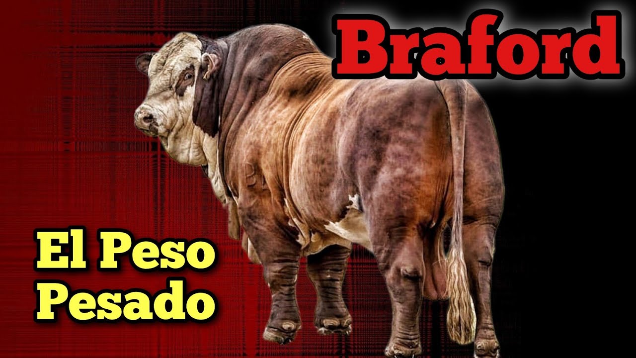 Braford porqué es el Peso Pesado de la raza de Engorde y Ceba.
