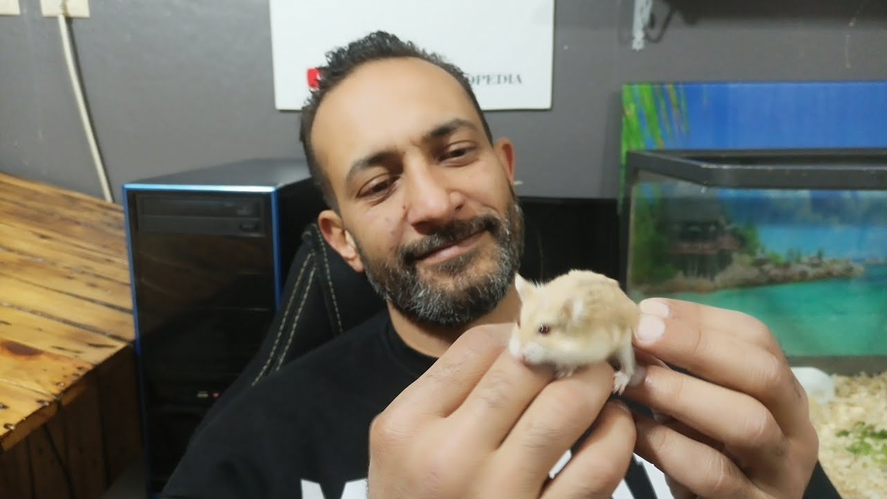 تربية الهامستر للمبتدئين