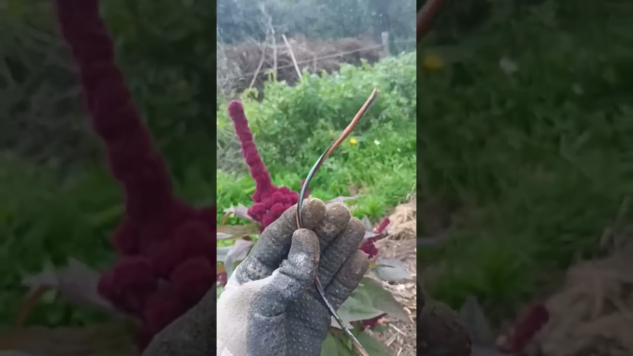 petit coup de gueule je devais vous parler de &ccedil;a ! #coupdegueule #permaculture #jardin #potager