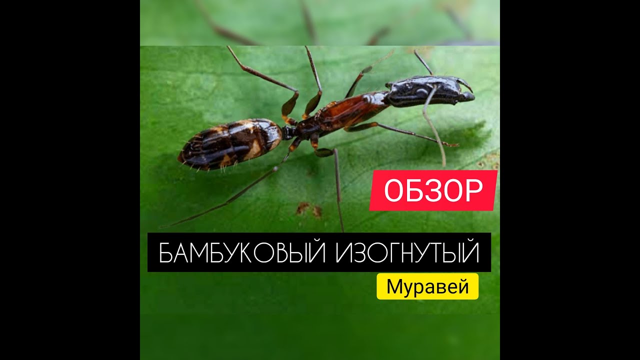 БАМБУКОВЫЙ ИЗОГНУТЫЙ МУРАВЕЙ! Что не так с этим генералом? Обзор. The Ants: Underground Kingdom
