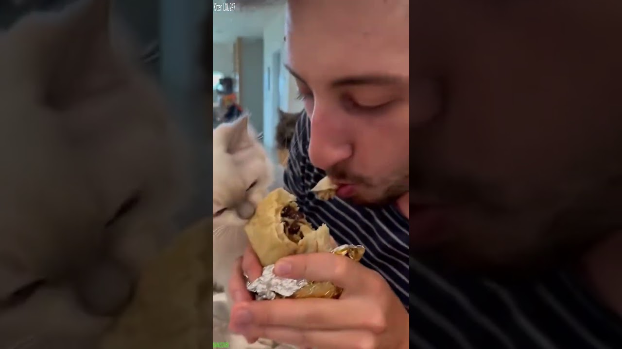 Cat videos ❤️ Cute Cats Kittens ❤️ # Part 4793