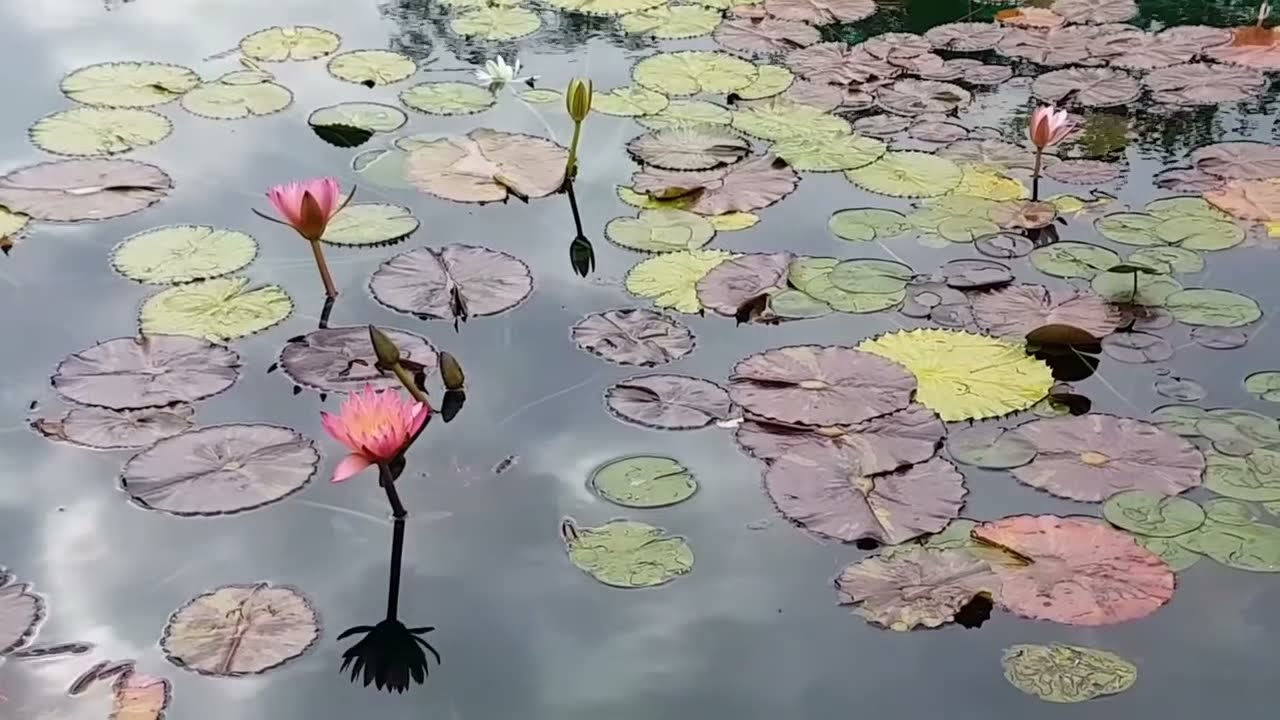 Water Lilies