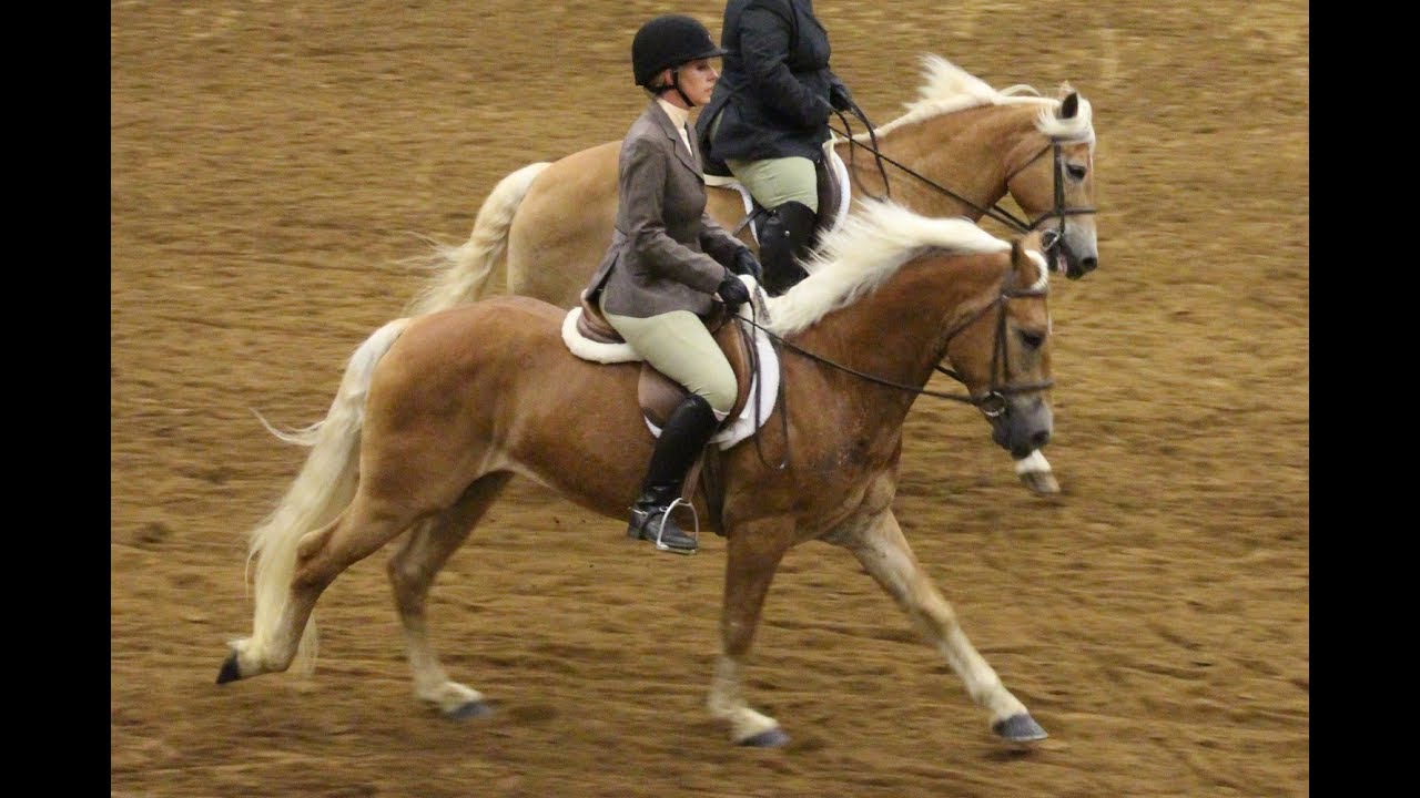 Waltzing William SGH Haflinger - Nat Show 2018
