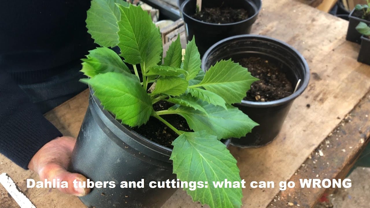 Dahlia tubers and cuttings what can go WRONG
