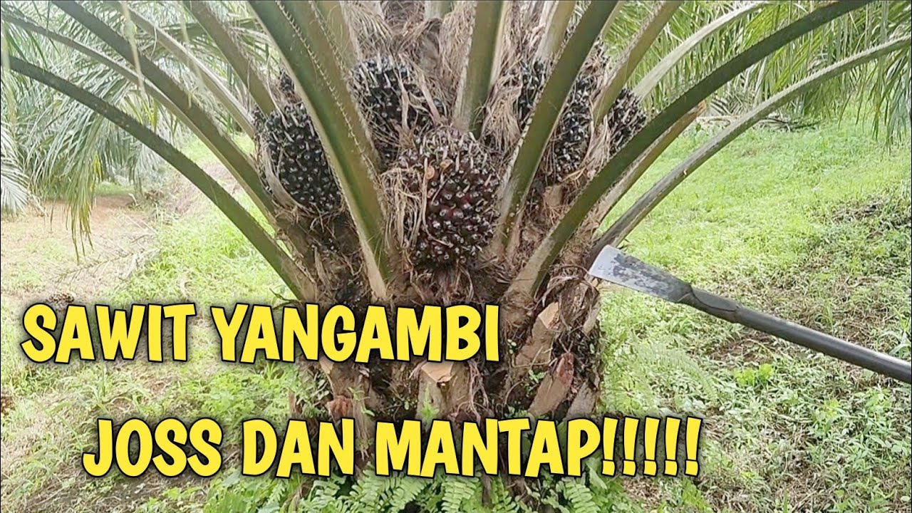 PANEN SAWIT YANGAMBI DI LAHAN MINERAL. @petanipemulatemah