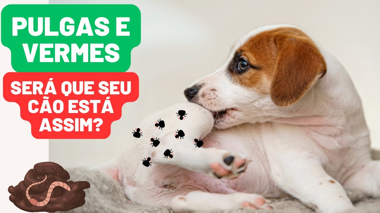 Infestação de pulgas pode trazer vermes no seu pet - Veterinária explica