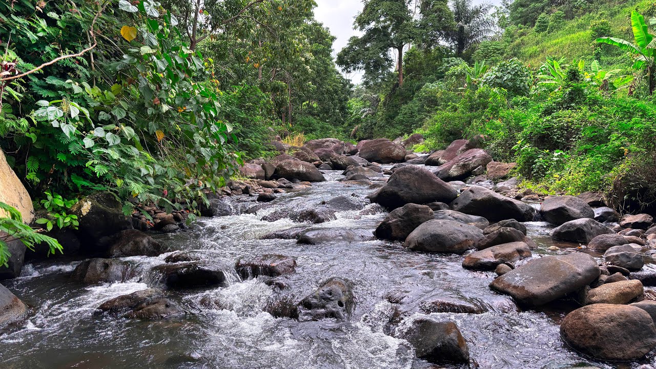 Beat Insomnia to Fall Asleep Fast with Heavy River Sounds & Close-Up View of Water Flowing