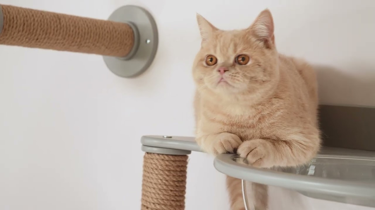 Modern cat furniture set on wall by Wowhelperco