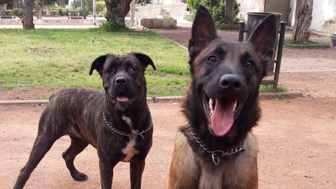 كيف تتعامل مع كلبك 🐶❤️ comment ce comporter avec son chien