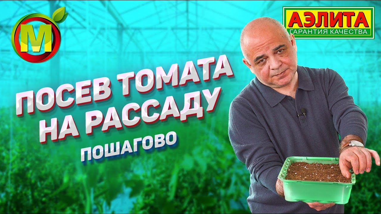 СОВЕТУЕМ ДЕЛАТЬ ТАК: Сроки посева томата на рассаду