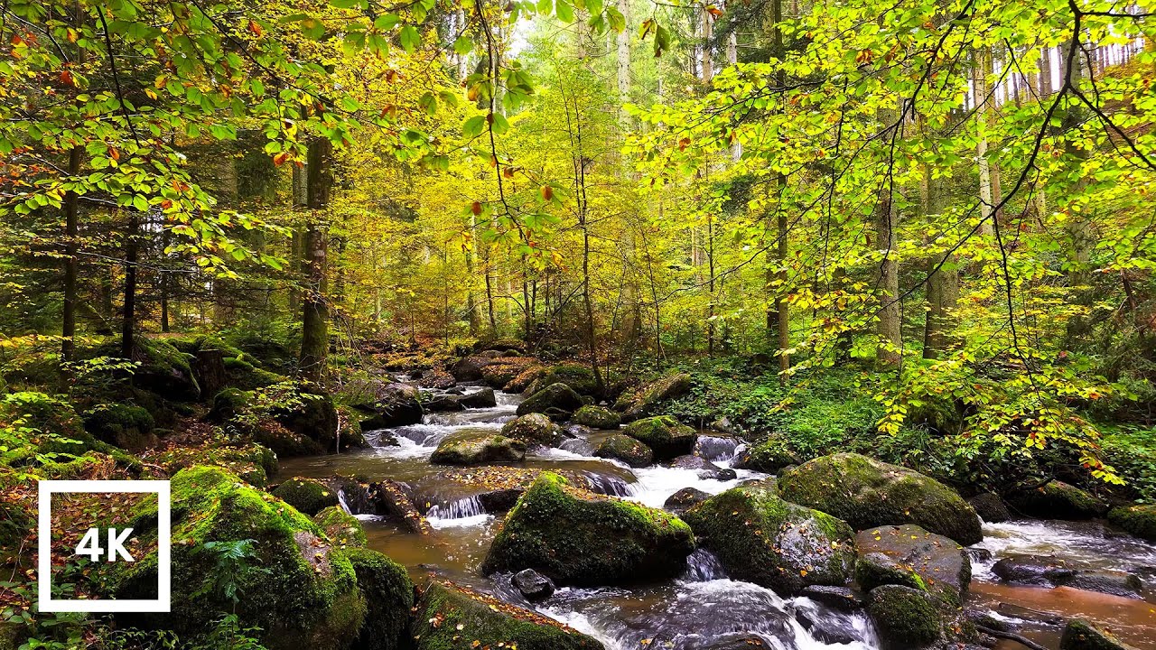 4K Autumn Forest Ambience – Relaxing River, Water Sounds for Sleeping & Focus, |Fall Nature Ambience