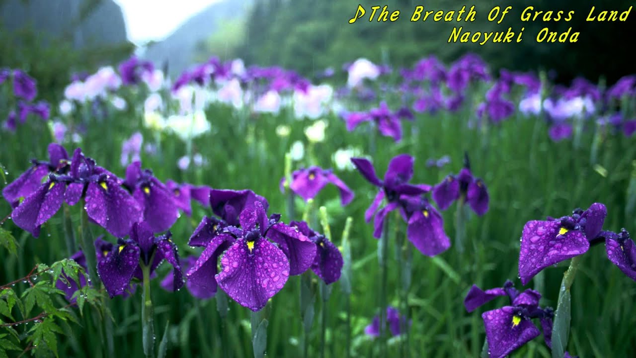 The Breath Of Grass Land - Naoyuki Onda