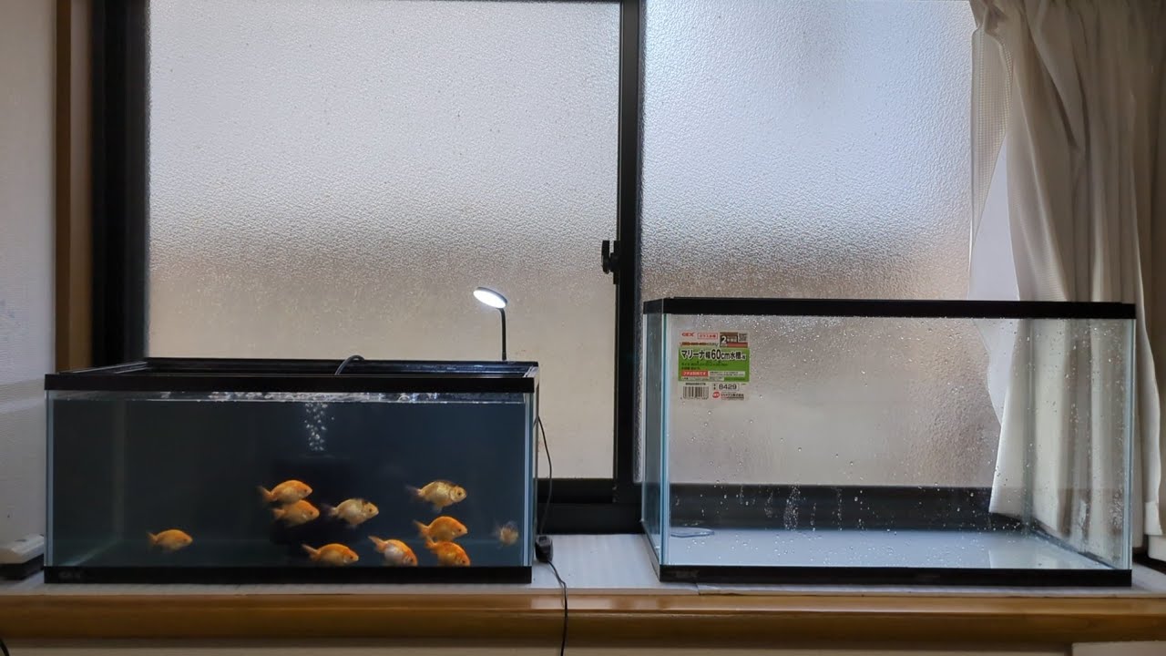 《日陰の金魚飼育》冬支度その2　ランチュウ　出雲ナンキン　頂天眼　東錦