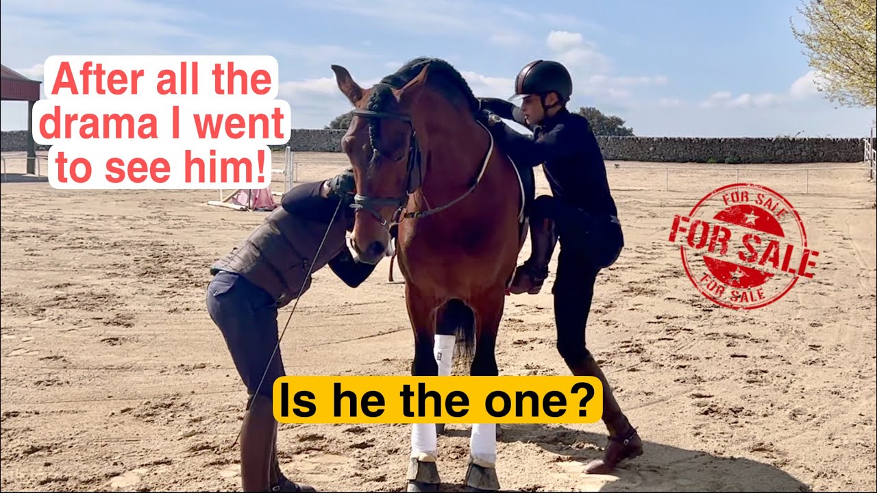 TEST RIDING MY DREAM HORSE (horse shopping)