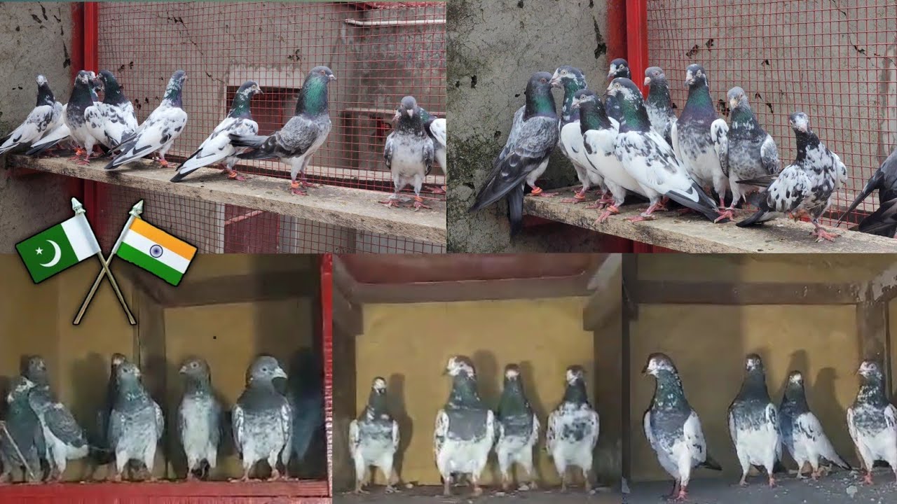 Shakti Kumar Bihar India | Ch Sakhi Muhammad Bhatti Pigeons