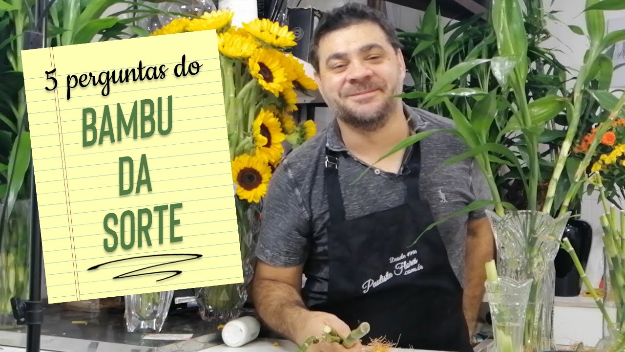 5 Perguntas Bambu da Sorte