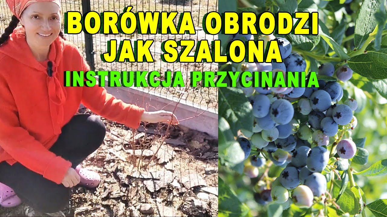 Jak przycinać borówkę amerykańską aby uginała się od owoców | Prosta instrukcja
