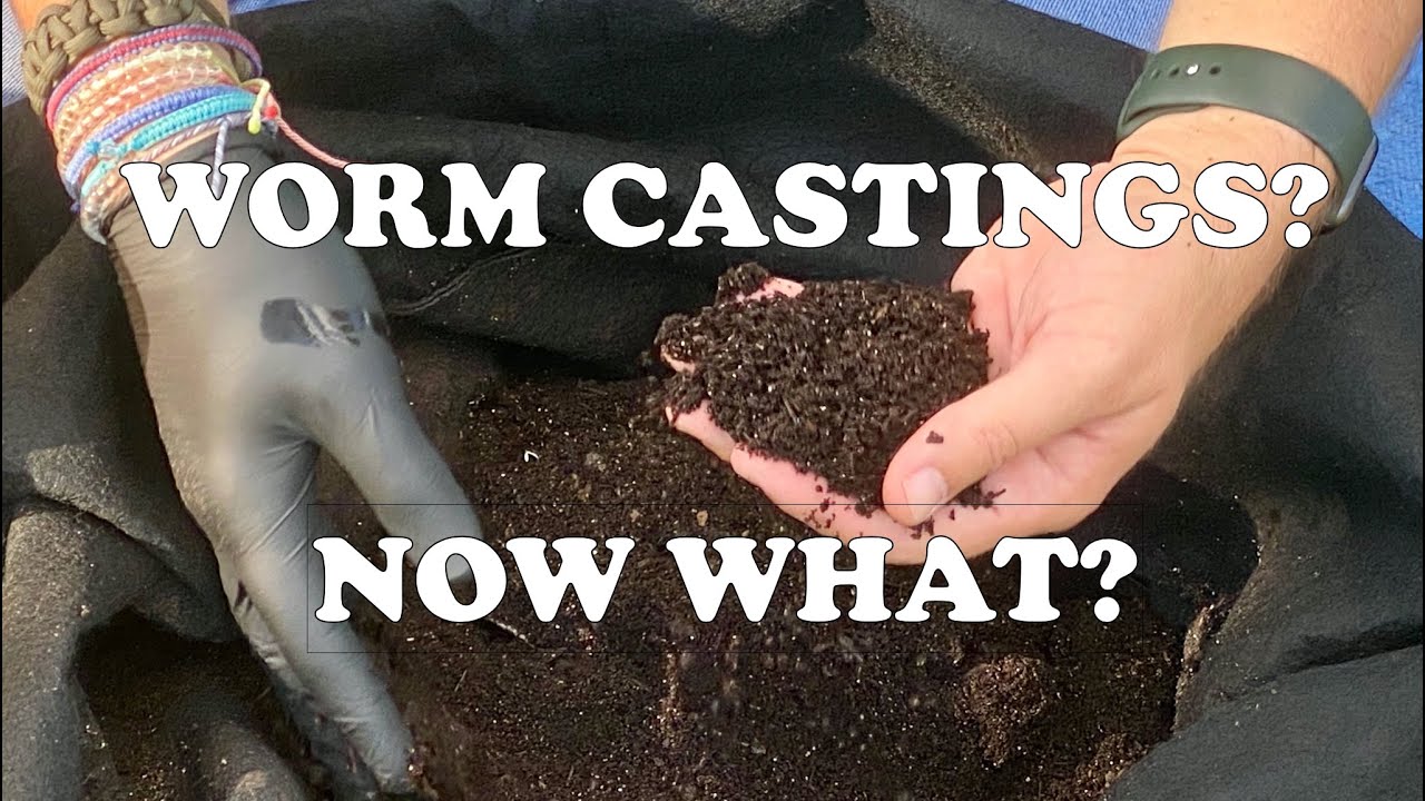 3 Easy Ways to Sift, Store & Use Compost Worm Castings From Your Worm Bins | Vermicompost Worm Farm