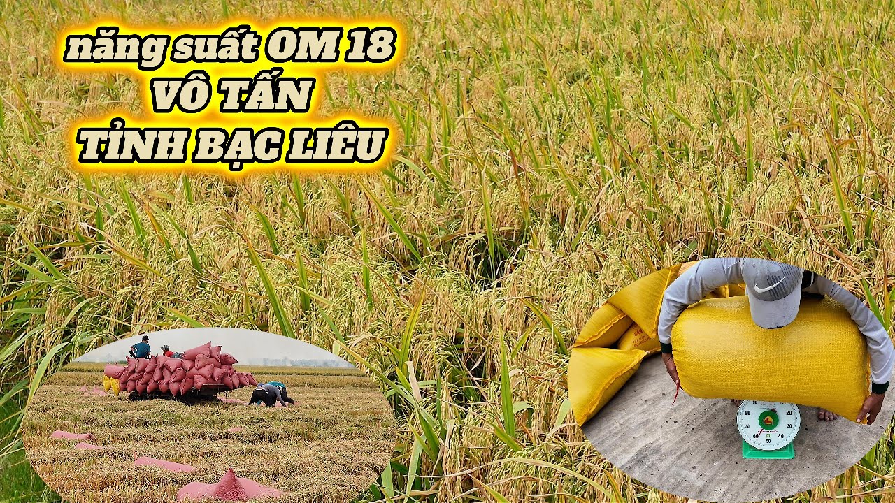 chia sẽ năng suất GIÔNG OM18 vô tấn tại tỉnh bạc liêu l Thanhdotv