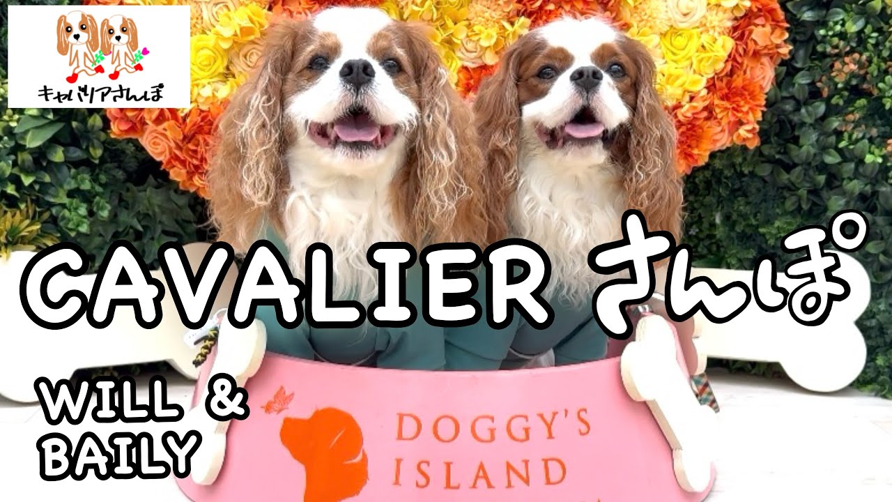小谷流の里　ドギーズアイランド　千葉県八街市　愛犬と贅沢な時間を過ごせるリゾート