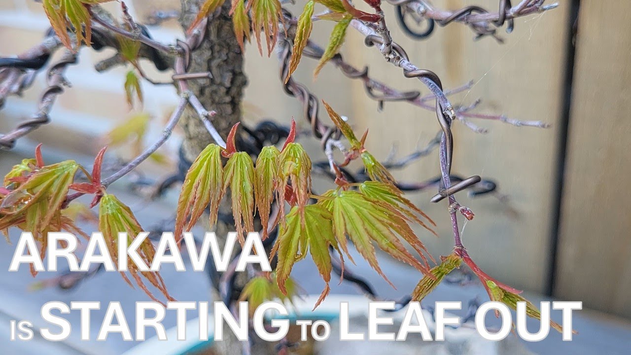 Acer Palmatum Arakawa  [14-04-2025]