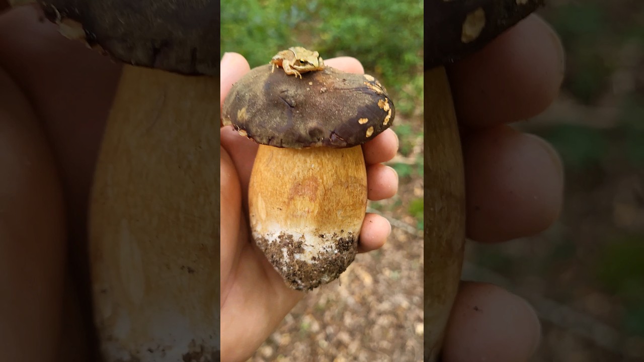 Le c&egrave;pe bronz&eacute; #c&egrave;pes #nature #naturelovers #champignons #&eacute;ducatifetdivertissant
