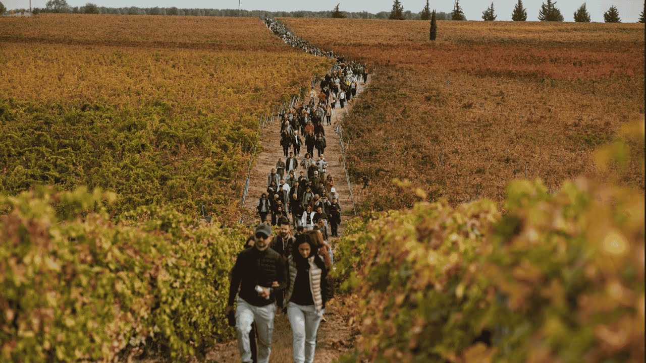 Vine Hiking στο Κτήμα Γεροβασιλείου | Ημέρα Οινοτουρισμού 2024