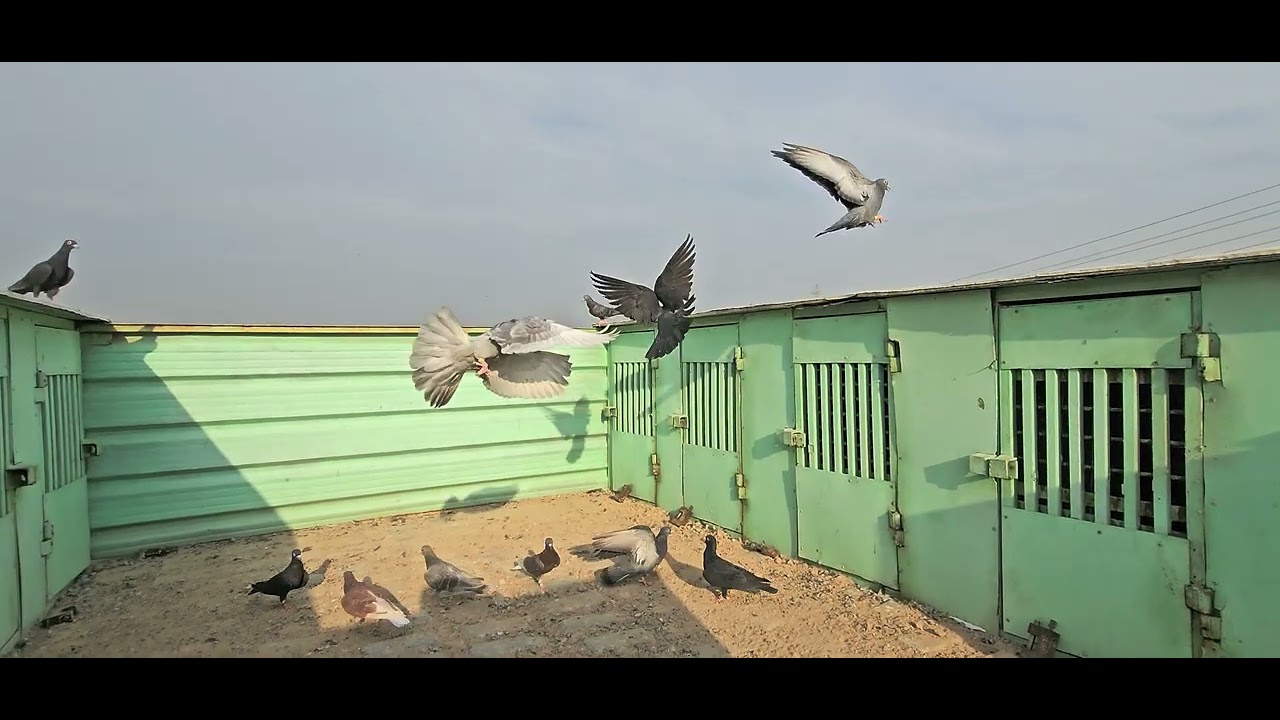 شرح شلون ابدي الافراخ بصوره صحيحه وما اخربهن 🕊