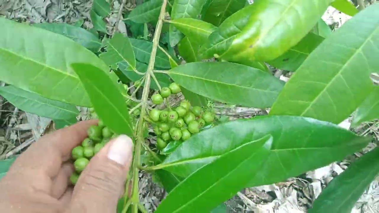 Cultivo de Pimienta