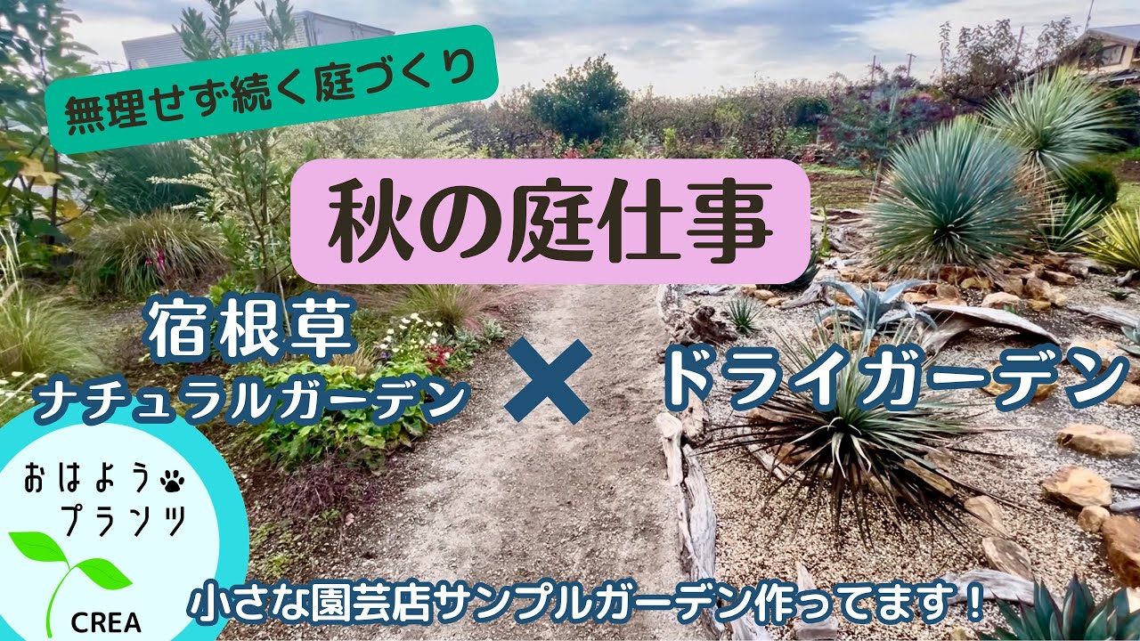 【秋の庭仕事】🌿宿根草✖️ドライガーデン🌵無理せず続くお庭探し🌼2025.11.8日撮影No.84