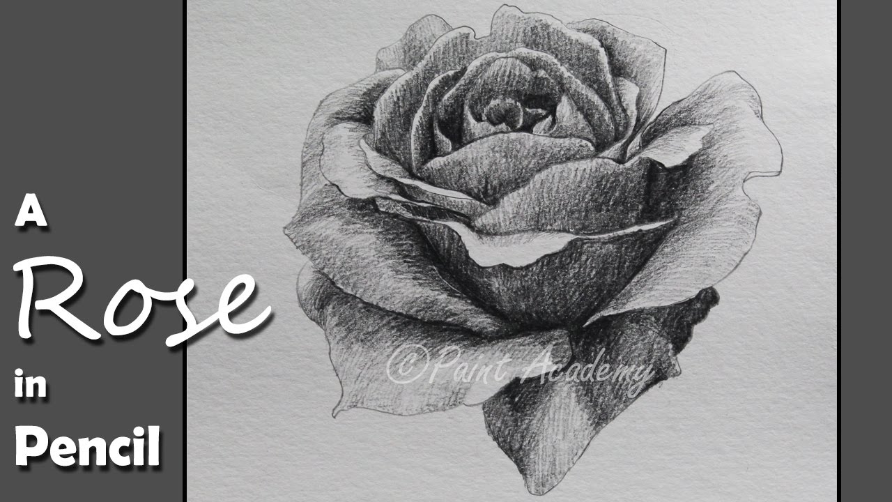 How to Draw & Shade A Rose in Pencil | step by step slow video