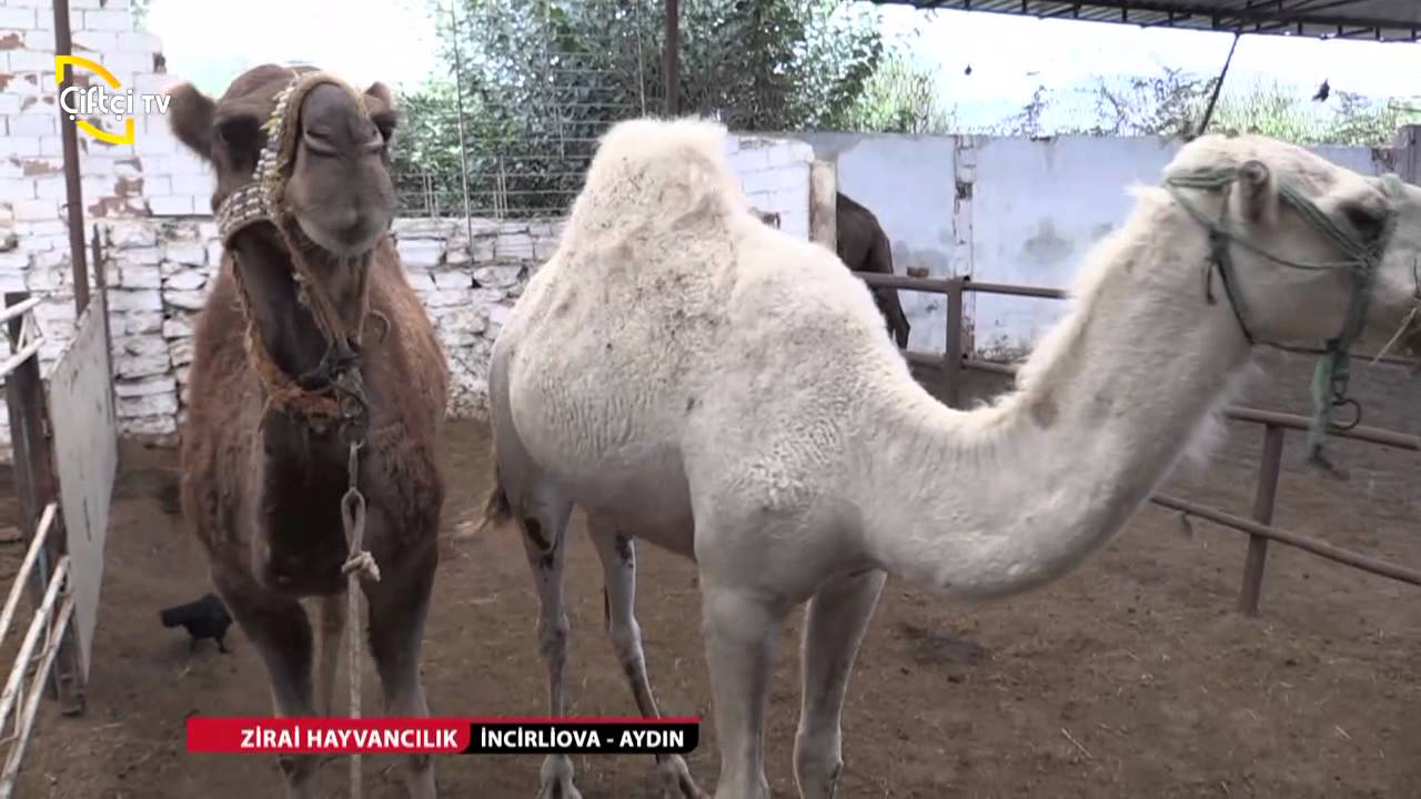 ZİRAİ HAYVANCILIK/İNCİRLİOVA-AYDIN