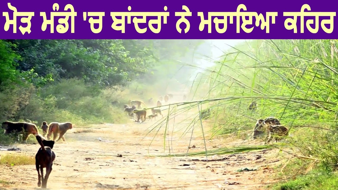 Bathinda के Maur Mandi में बंदरों ने मचाया कोहराम