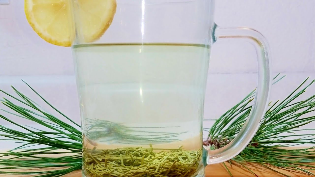 How To Make Pine Needle Tea, Boost Immune System. Vitamin C Power House!