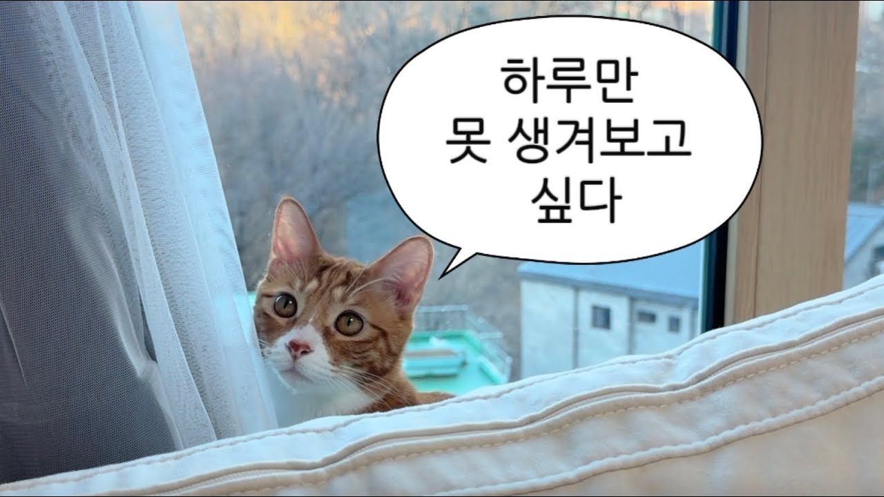 얼굴 잘생겨서 제멋대로 사는 고양이