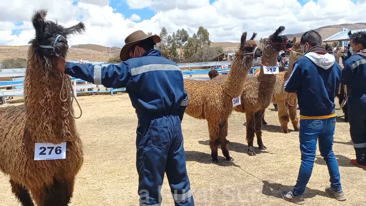 Llamas Chaku en la EXPO REACTIVACION GANADERA NUÑOA 2021