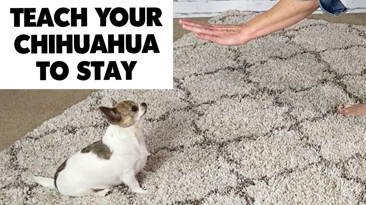 Training your Chihuahua to Stay! | Sweetie Pie Pets by Kelly Swift