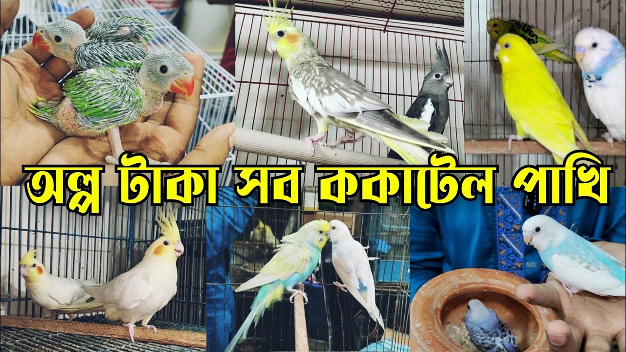 ককাটেল পাখির দাম-২০২৫ || Cockatiel bird price || Bird price in Bangladesh || pakhir dokan
