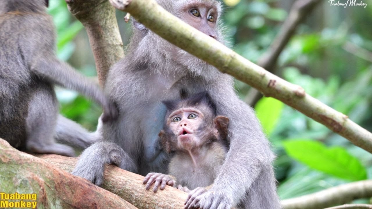 Маленькая обезьянка закричала, потому что мать бросила его и ушла неизвестно куда.