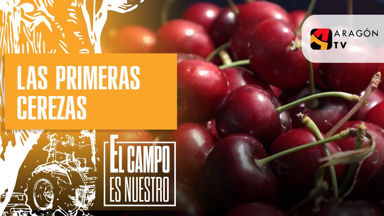 Las primeras cerezas ya están aquí